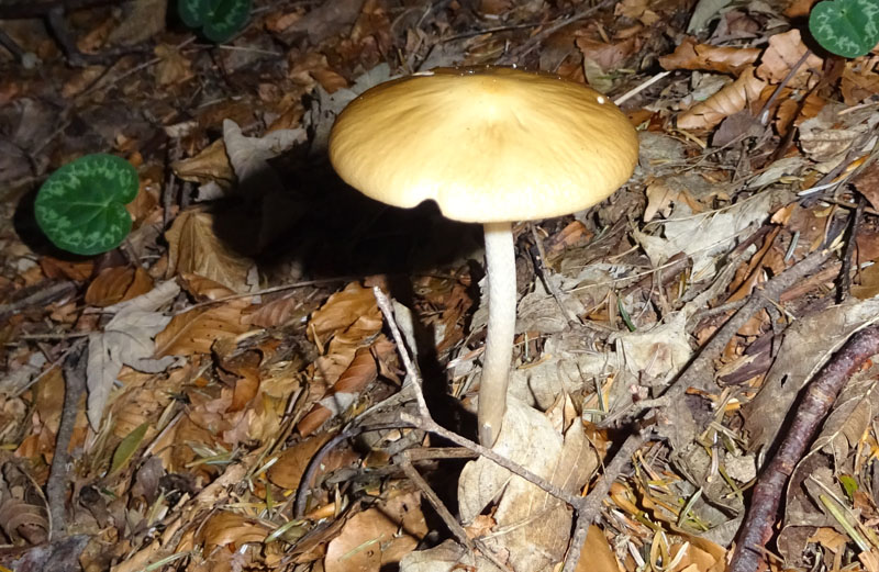 Hymenopellis (Oudemansiella) radicata